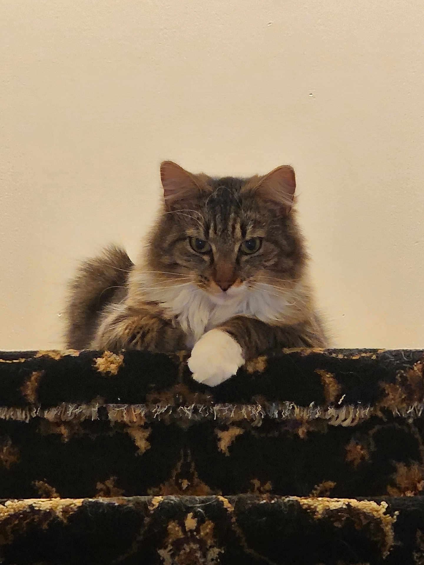 Fat Fat is registered to the contest to win money with this photo: cat, feline, pet, stair, carpet, paw, whiskers, portrait, indoor, wall, fur, tabby, longhair, white_paw, staircase, pattern, looking_at_camera, cute, resting, closeup