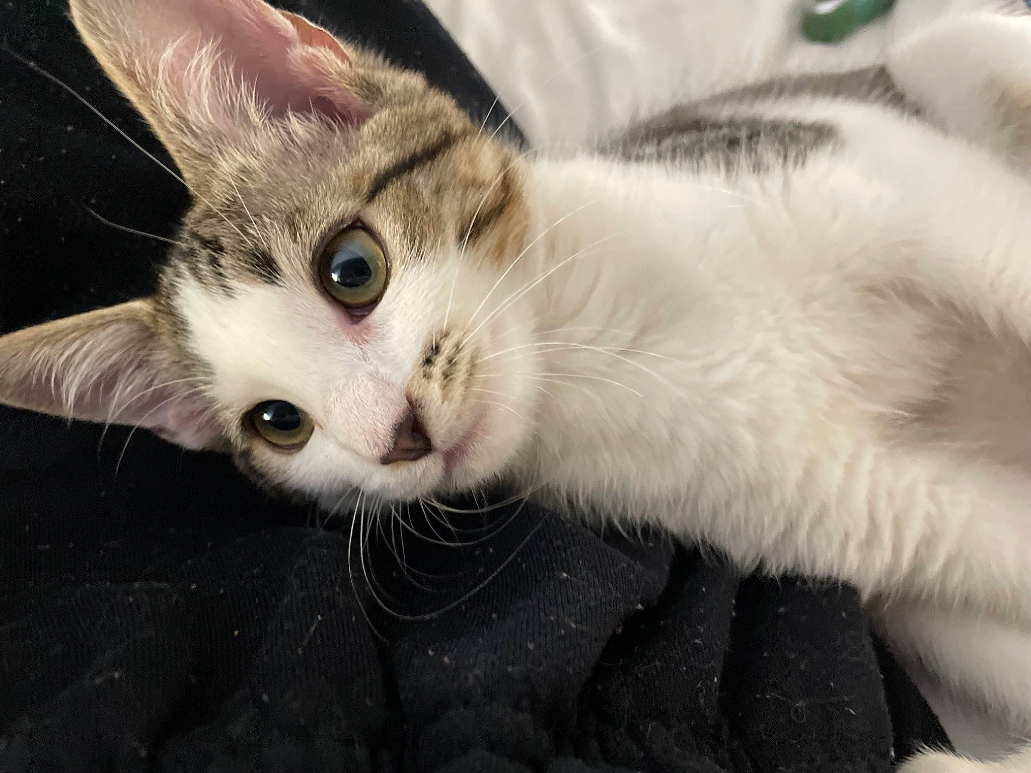 Dabz is registered to the contest to win money with this photo: carnivore, cat, claw, domestic_short_haired_cat, ear, fawn, felidae, fur, paw, small_to_medium_sized_cats, snout, tail, whiskers