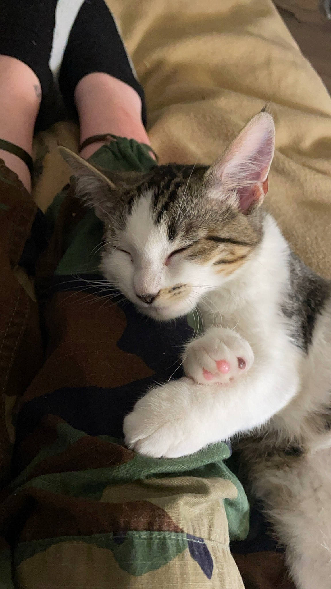 Dabz is registered to the contest to win money with this photo: carnivore, cat, claw, comfort, domestic_short_haired_cat, fawn, felidae, foot, fur, gesture, human_leg, lap, leg, nap, paw, sitting, small_to_medium_sized_cats, tail, whiskers, wrist