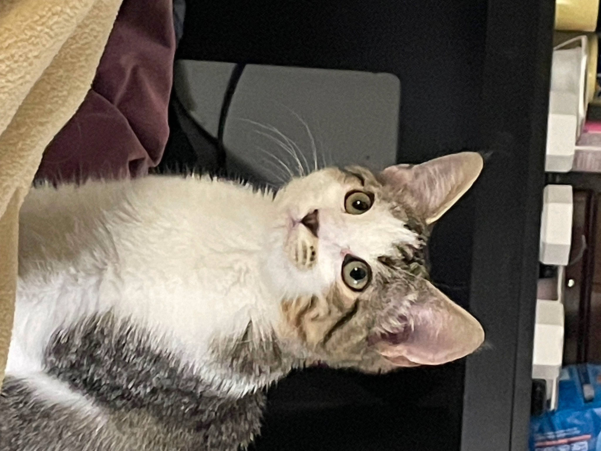 Dabz is registered to the contest to win money with this photo: carnivore, cat, claw, domestic_short_haired_cat, fang, felidae, fur, jaw, paw, small_to_medium_sized_cats, snout, tail, whiskers