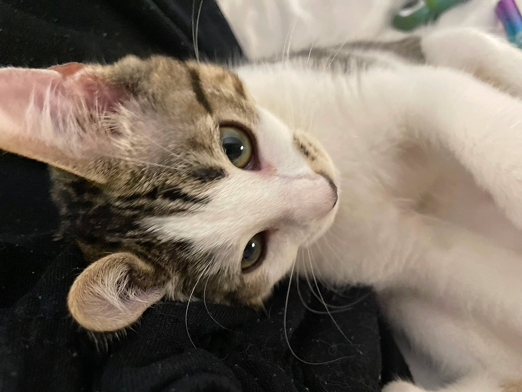 Dabz is registered to the contest to win money with this photo: carnivore, cat, claw, comfort, domestic_short_haired_cat, ear, felidae, fur, paw, small_to_medium_sized_cats, snout, tail, whiskers