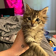 Hash joined the competition — help win amazing prizes! animal, bedroom, blanket, cat, clutter, cozy, curtain, cute, domestic, fur, furry, hand, indoor, kitten, messy, pet, pink, tattoo, wide_eyes, young