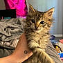animal, bedroom, blanket, cat, clutter, cozy, curtain, cute, domestic, fur, furry, hand, indoor, kitten, messy, pet, pink, tattoo, wide_eyes, young