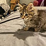 animal, bed, blanket, cat, curious, cute, domestic, ears, eyes, fur, furniture, gray, indoor, kitten, pet, room, shadow, soft, whiskers, young