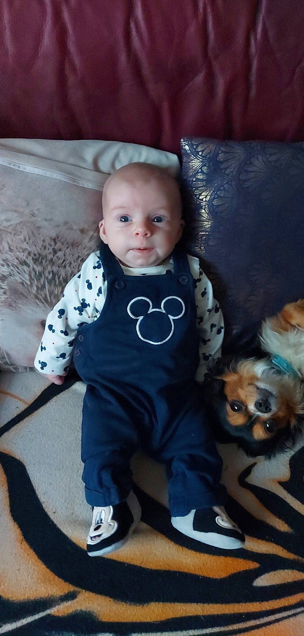 Milo a rejoint le concours — aidez-le/la à gagner de superbes lots ! baby, baby_toddler_clothing, child, companion_dog, doll, fawn, fur, iris, mammal, outerwear, pattern, person, sitting, skin, sleeve, stuffed_toy, t_shirt, textile, toddler, toy