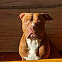 dog, pitbull, brown_dog, white_chest, sitting, portrait, indoor, sunlight, shadow, wooden_background, wooden_table, table_edge, eyes, ears, nose, pet, animal, companion, looking_at_camera, closeup