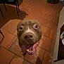 dog, pitbull, tongue_out, happy, excited, indoor, terracotta_tile, floor, close_up, portrait, panting, shadow, chair, table, crate, pet, collar, teeth, nose, head