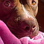 dog, canine, close_up, face, nose, eyes, fur, blanket, pink, soft, cozy, muzzle, whiskers, portrait, pet, indoor, sunlight, texture, brown, sleepy