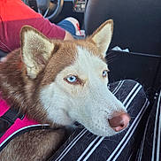 Nala is registered to the contest to win money with this photo: animal, blue_eyes, brown_fur, canine, car, close_up, dashboard, dog, driver, fur, husky, indoors, pet, portrait, siberian_husky, steering_wheel, striped_clothing, travel, vehicle, white_fur