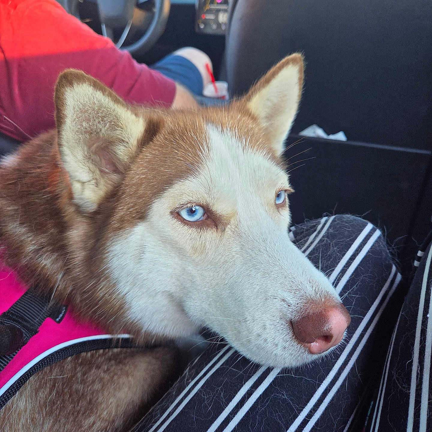 Nala