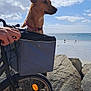 Ophélie participe au concours pour gagner de l'argent avec cette photo : animal, basket, beach, bicycle, clouds, collar, daytime, dog, leisure, ocean, outdoor, person_hand, pet, reflection, rocks, sand, sky, transportation, travel, wheel