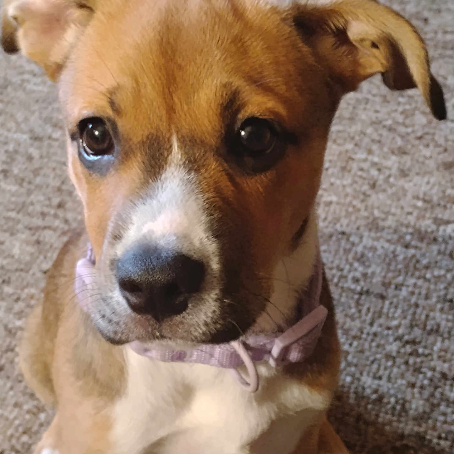 Summer Cali joined the competition — help win amazing prizes! adorable, animal, brown, canine, carpet, close_up, collar, cute, dog, domestic, ears, face, fur, indoor, looking, pet, puppy, sitting, white, young