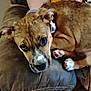 animal, brown, closeup, collar, couch, cozy, cute, dog, ears, face, fur, home, indoor, looking_up, paw, pet, puppy, relaxed, resting, young