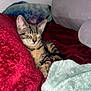 kitten, cat, sleeping, tabby, blanket, red_blanket, mint_blanket, cozy, indoor, plush, soft, resting, pet, young_cat, feline, cute, comfort, relaxed, cushion, nap