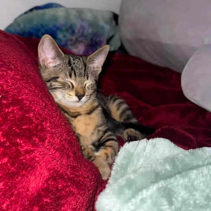 Zoey is registered to the contest to win money with this photo: blanket, cat, comfort, cozy, cushion, cute, feline, indoor, kitten, mint_blanket, nap, pet, plush, red_blanket, relaxed, resting, sleeping, soft, tabby, young_cat