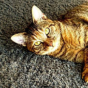 Fauve a rejoint le concours — aidez-le/la à gagner de superbes lots ! animal, carpet, cat, close_up, cute, domestic_cat, ears, eyes, feline, fur, golden_eyes, indoor, laying_down, mammal, pet, relaxed, sunlight, tabby_cat, texture, whiskers