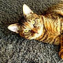 animal, carpet, cat, close_up, cute, domestic_cat, ears, eyes, feline, fur, golden_eyes, indoor, laying_down, mammal, pet, relaxed, sunlight, tabby_cat, texture, whiskers