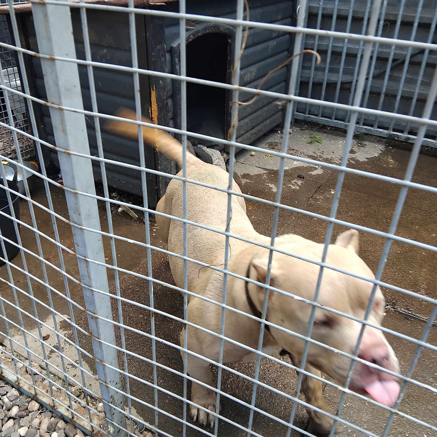 Prarda joined the competition — help win amazing prizes! animal, blur, cage, canine, collar, concrete, dog, doghouse, enclosure, fence, happy, kennel, metal, outdoor, pavement, pet, playful, tail, tongue, toy