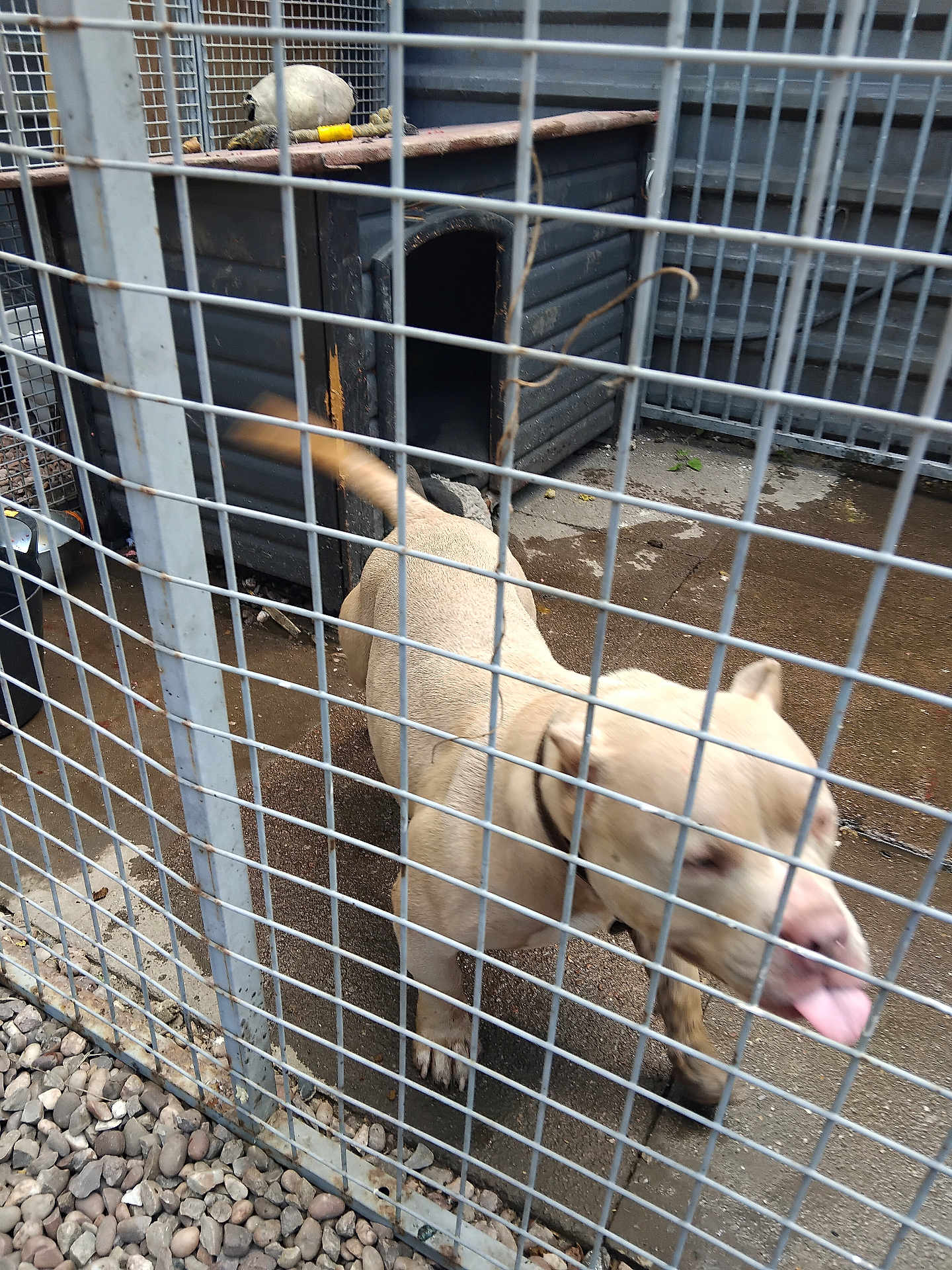 Prarda joined the competition — help win amazing prizes! dog, fence, metal, doghouse, concrete, tail, tongue, collar, toy, outdoor, kennel, pet, blur, playful, cage, pavement, animal, enclosure, happy, canine