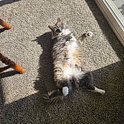 Kitty is registered to the contest to win money with this photo: animal, carpet, cat, cozy, cute, domestic, fluffy, fur, glass_door, home, indoor, paw, pet, relaxed, resting, shadow, sunbeam, sunlight, window, wooden_chair