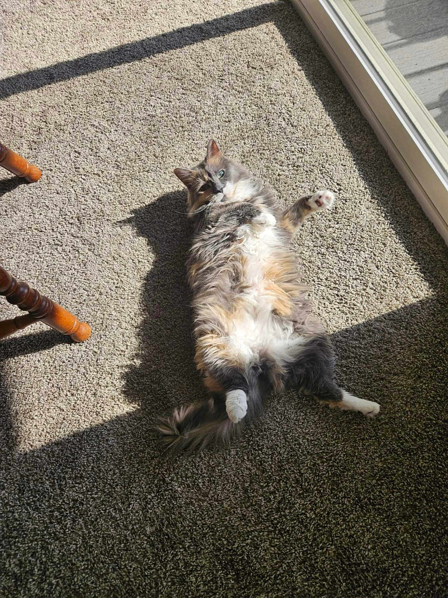 Kitty