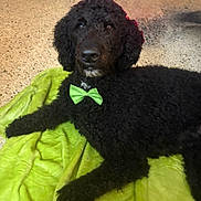 Royal is registered to the contest to win money with this photo: dog, black_dog, curly_fur, bow_tie, green_bow_tie, blanket, green_blanket, indoor, floor, pet, animal, laying_down, portrait, cute, companion, canine, fur, relaxed, looking_at_camera, home