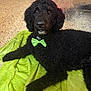 dog, black_dog, curly_fur, bow_tie, green_bow_tie, blanket, green_blanket, indoor, floor, pet, animal, laying_down, portrait, cute, companion, canine, fur, relaxed, looking_at_camera, home