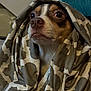 dog, blanket, patterned_blanket, wrapped, pet, indoor, close_up, brown_and_white_dog, cozy, fur, animal, cute, portrait, expression, snout, ears, eyes, domestic_animal, resting, comfort