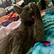 Ivy Jane is registered to the contest to win money with this photo: animal, bed, bedroom, blanket, cat, close_up, cluttered_background, colorful_bedding, ears, fan, feline, fur, gray_cat, grooming, indoor, lying_down, pet, relaxed, sleepy, whiskers