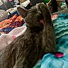 animal, bed, bedroom, blanket, cat, close_up, cluttered_background, colorful_bedding, ears, fan, feline, fur, gray_cat, grooming, indoor, lying_down, pet, relaxed, sleepy, whiskers