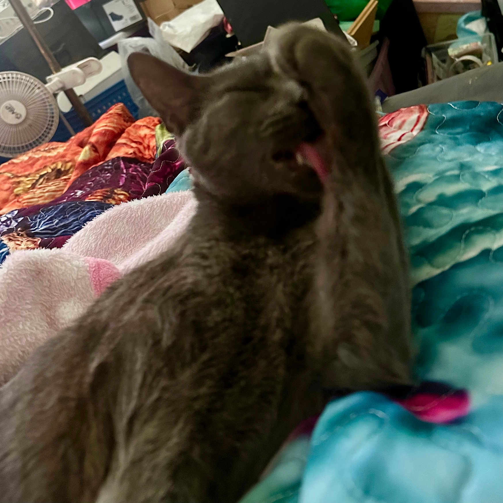 Ivy Jane is registered to the contest to win money with this photo: animal, bed, bedroom, blanket, cat, close_up, cluttered_background, colorful_bedding, ears, fan, feline, fur, gray_cat, grooming, indoor, lying_down, pet, relaxed, sleepy, whiskers