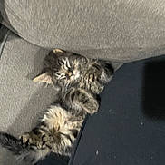 Bear is registered to the contest to win money with this photo: kitten, cat, tabby, sleeping, couch, blanket, fur, pet, cozy, indoor, resting, cute, feline, small_animal, paw, whiskers, relaxing, domestic_animal, furry, nap