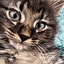 Bear joined the competition — help win amazing prizes! kitten, cat, close_up, fur, eyes, whiskers, cute, pet, animal, feline, soft, young, indoor, portrait, face, tabby, curious, fuzzy, mammal, domestic
