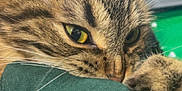 Bucket is registered to the contest to win money with this photo: cat, tabby, close_up, paw, green_fabric, indoor, pet, feline, whiskers, yellow_eyes, fur, claws, laptop, blurred_background, home, cozy, curious, animal, domestic_cat, resting