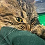 cat, tabby, close_up, paw, green_fabric, indoor, pet, feline, whiskers, yellow_eyes, fur, claws, laptop, blurred_background, home, cozy, curious, animal, domestic_cat, resting