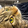 cat, tabby, close_up, whiskers, yellow_eyes, fur, pet, indoor, sofa, cushion, cozy, curious, animal, mammal, face, lying_down, domestic_cat, feline, household, blurred_background