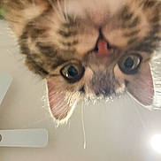 Bucket joined the competition — help win amazing prizes! cat, close_up, curious, upside_down, face, whiskers, ears, eye_contact, indoor, ceiling_fan, person, hair, forehead, light, pet, feline, looking_down, curiosity, animal, portrait