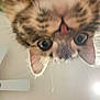 cat, close_up, curious, upside_down, face, whiskers, ears, eye_contact, indoor, ceiling_fan, person, hair, forehead, light, pet, feline, looking_down, curiosity, animal, portrait