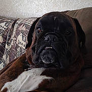 Bourbon joined the competition — help win amazing prizes! dog, boxer, pet, couch, indoor, relaxed, brown, white_chest, fur, animal, portrait, face, ears, teeth, snout, home, furniture, resting, canine, companion