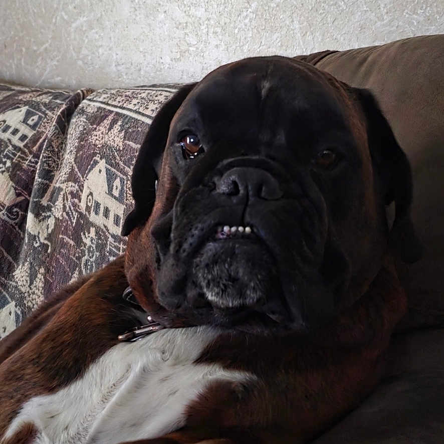 Bourbon joined the competition — help win amazing prizes! animal, boxer, brown, canine, companion, couch, dog, ears, face, fur, furniture, home, indoor, pet, portrait, relaxed, resting, snout, teeth, white_chest