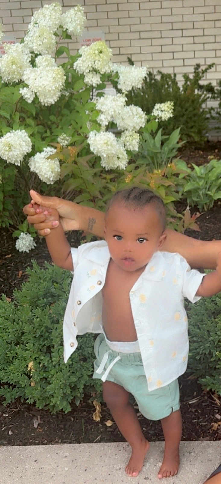 Demetrius Mcbride Jr is registered to the contest to win money with this photo: toddler, child, barefoot, greenery, white_shirt, mint_shorts, holding_hands, flowers, hydrangea, outdoor, sidewalk, brick_wall, person, young_child, nature, summer_clothing, baby, supporting_hands, plant, garden