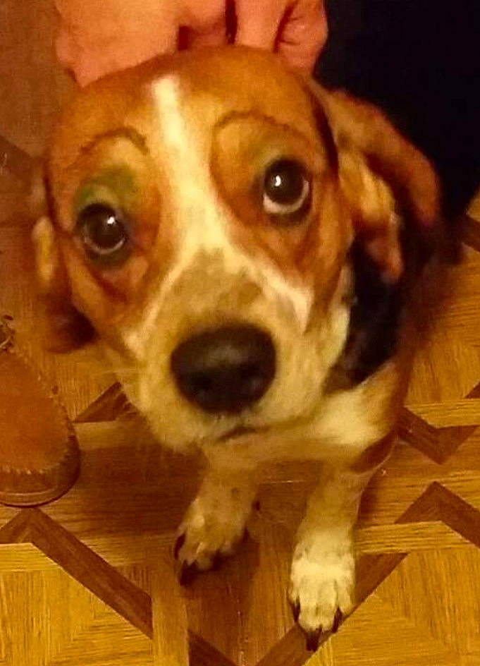 Spot is registered to the contest to win money with this photo: canidae, carnivore, companion_dog, dog, dog_breed, dog_collar, door, fawn, flooring, fur, happy, hardwood, puppy_love, selfie, snout, sporting_group, whiskers, wood, wood_stain, working_animal