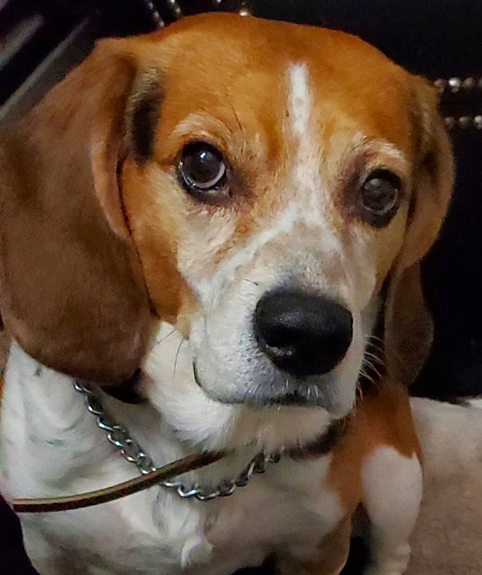 Spot joined the competition — help win amazing prizes! beagle, beaglier, canidae, carnivore, collar, companion_dog, dog, dog_breed, dog_collar, fawn, fur, goggles, hound, hunting_dog, pet_supply, scent_hound, snout, sporting_group, whiskers, working_animal