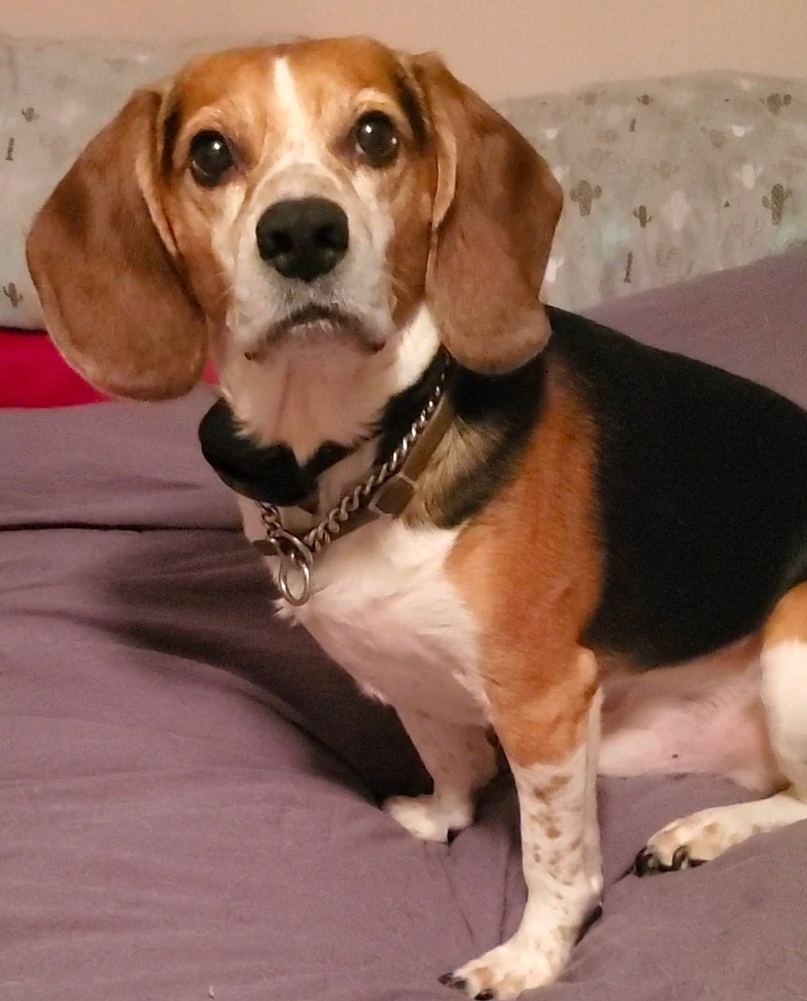 Spot joined the competition — help win amazing prizes! ancient_dog_breeds, beaglier, canidae, carnivore, collar, companion_dog, dog, dog_breed, fawn, hound, hunting_dog, puppy, scent_hound, snout, sporting_group, terrestrial_animal, toy, whiskers, working_animal