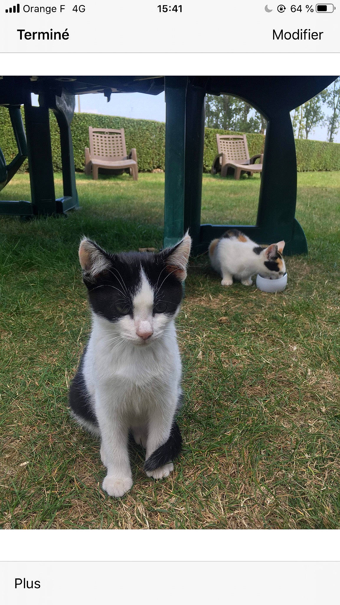 Teemo participe au concours pour gagner de l'argent avec cette photo : aegean_cat, carnivore, cat, domestic_short_haired_cat, felidae, grass, kitten, mammal, photo_caption, polydactyl_cat, small_to_medium_sized_cats, tail, whiskers