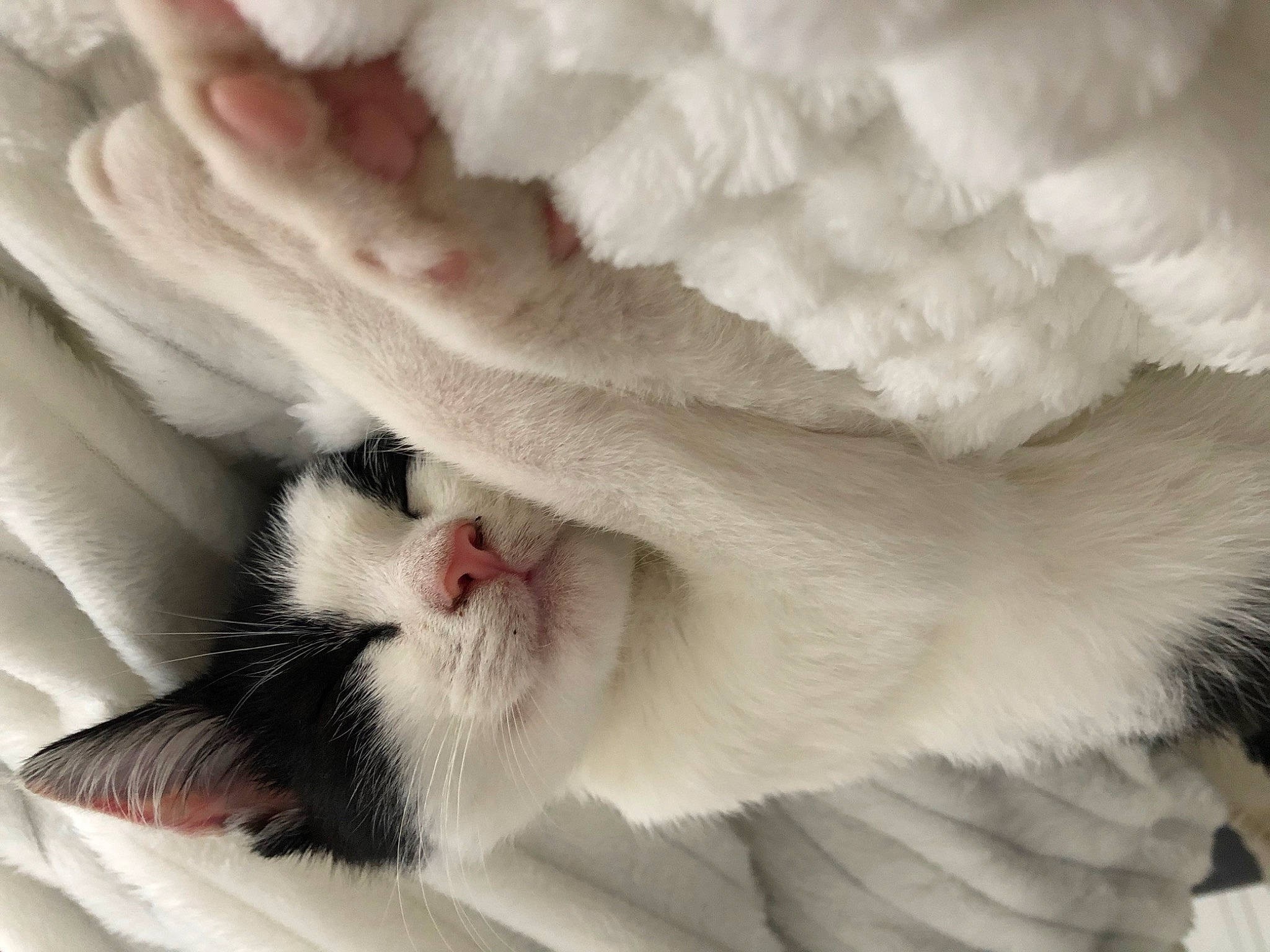 Teemo participe au concours pour gagner de l'argent avec cette photo : carnivore, cat, claw, felidae, fur, kitten, nose, paw, polydactyl_cat, ragdoll, small_to_medium_sized_cats, tail, turkish_van, whiskers