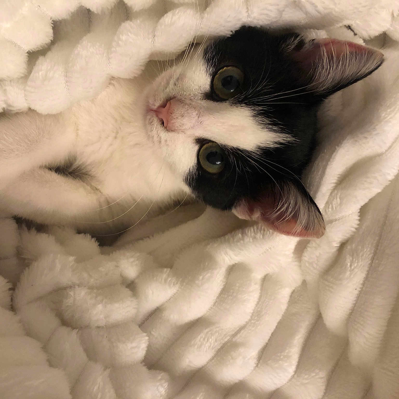 Teemo