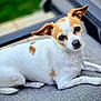 dog, small_dog, white_fur, brown_patches, pet, animal, laying_down, cushion, outdoor, close_up, cute, ears, face, nose, eyes, fur, relaxed, resting, domestic_animal, companion