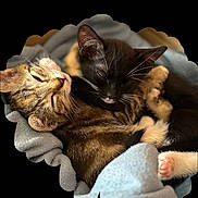 Athena Et Atos a rejoint le concours — aidez-le/la à gagner de superbes lots ! cat, kitten, sleeping, snuggling, tabby_cat, black_cat, white_markings, paw, whiskers, fur, blanket, cozy, cute, domestic_cat, pet, animal, close_up, resting, soft, adorable