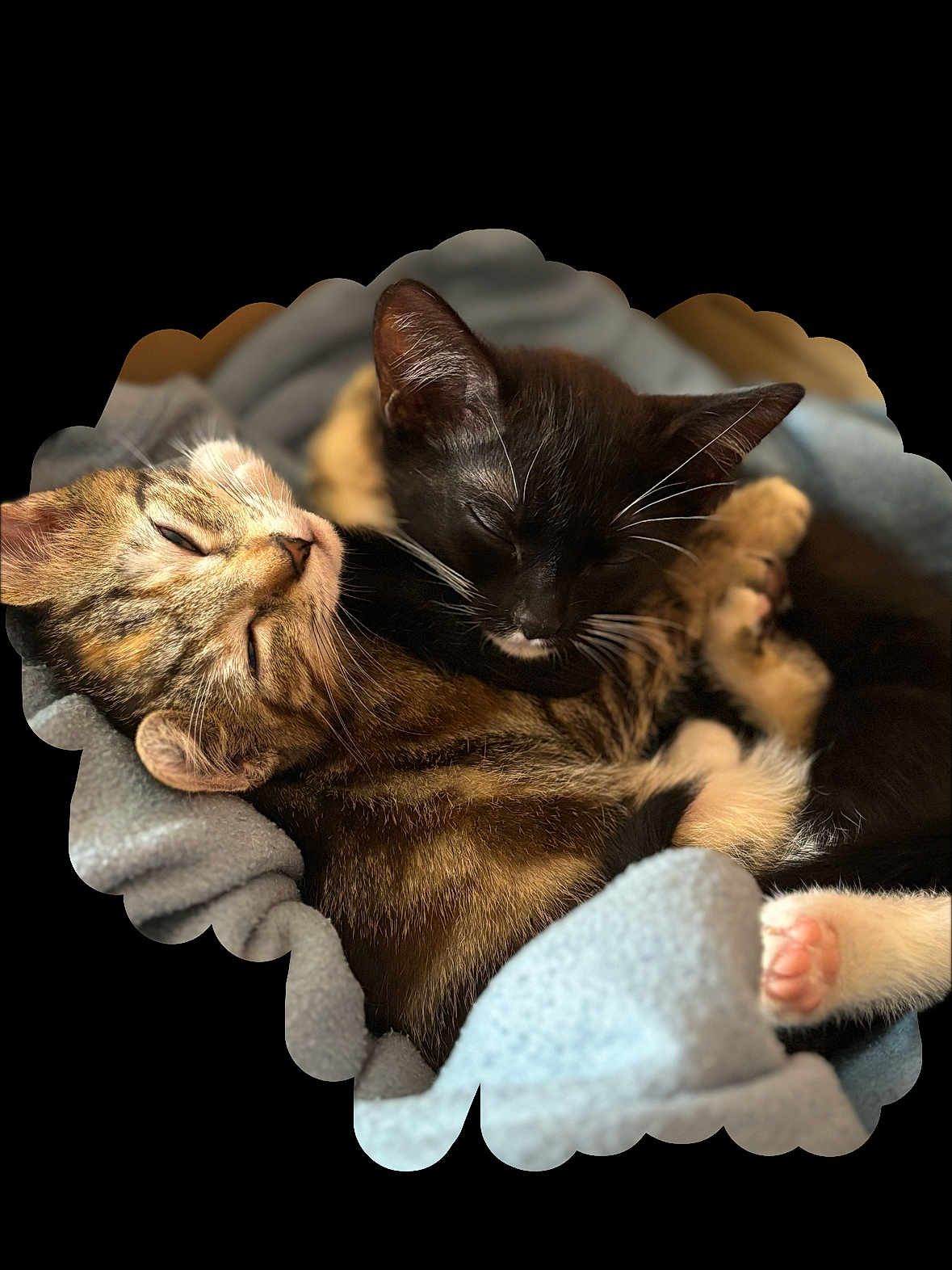 Athena Et Atos a rejoint le concours — aidez-le/la à gagner de superbes lots ! cat, kitten, sleeping, snuggling, tabby_cat, black_cat, white_markings, paw, whiskers, fur, blanket, cozy, cute, domestic_cat, pet, animal, close_up, resting, soft, adorable